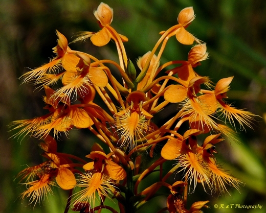 {Platanthera ciliaris}